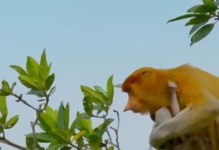 《熊二猴子出装攻略》（探索最新的熊二猴子出装方案，助你在游戏中取得胜利！）