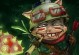《究极击杀恶魔提莫出装攻略》（独家秘籍教你如何应对可爱却致命的提莫）
