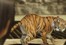 无双7猛将晋攻略（揭秘猛将晋的技巧与战略，助你在游戏中称霸！）