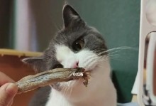 猫旅馆物语小鱼干获取秘籍（轻松获取大量小鱼干，让您的猫咪快乐玩转猫旅馆）